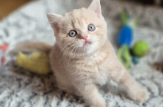 Продажа котят