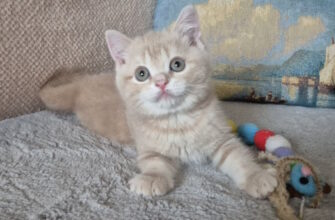 Продажа котят