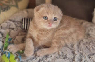 Продажа котят