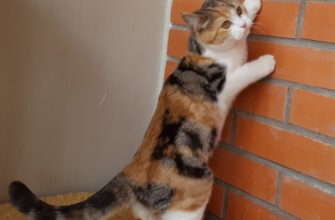 Продажа котят