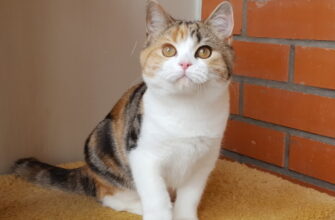 Продажа котят
