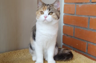 Продажа котят