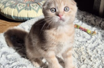 Продажа котят