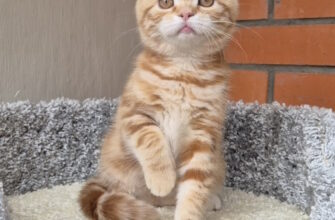 Продажа котят