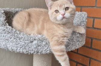 Продажа котят