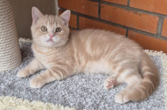 Продажа котят